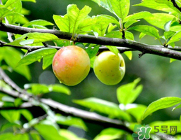 李子和牛奶能一起吃嗎？吃完李子可以喝牛奶嗎？