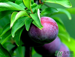 李子和牛奶能一起吃嗎？吃完李子可以喝牛奶嗎？