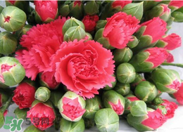 2017年520送什么花好？適合520送給女朋友的花推薦