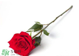 2017年520送什么花好？適合520送給女朋友的花推薦