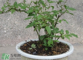 盆栽樹莓怎么養(yǎng)？盆栽樹莓的種植方法