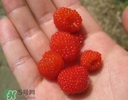 覆盆子的熱量高嗎？覆盆子可以減肥嗎？