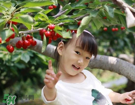 5月份還有櫻桃摘嗎？5月份哪里可以摘櫻桃？