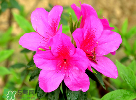 五月還有杜鵑花嗎？杜鵑花什么時(shí)候開(kāi)？