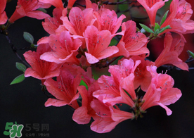 五月還有杜鵑花嗎？杜鵑花什么時(shí)候開(kāi)？