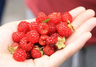 覆盆子的熱量高嗎？覆盆子可以減肥嗎？