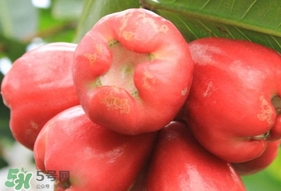 蓮霧能和酸奶一起吃嗎？酸奶可以和蓮霧一起吃嗎？