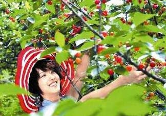 5月份還有櫻桃摘嗎？5月份哪里可以摘櫻桃？