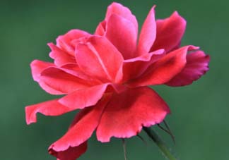 五月還有杜鵑花嗎？杜鵑花什么時(shí)候開？