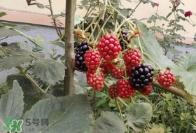 盆栽樹莓怎么養(yǎng)？盆栽樹莓的種植方法