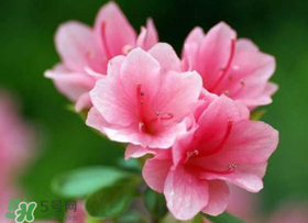 五月還有杜鵑花嗎？杜鵑花什么時(shí)候開(kāi)？