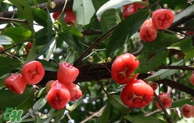 蓮霧中間芯能吃嗎？蓮霧中間絮狀能吃嗎