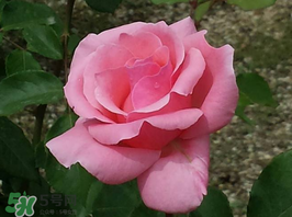 小滿(mǎn)開(kāi)什么花？小滿(mǎn)節(jié)氣開(kāi)的植物