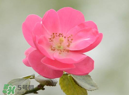 小滿(mǎn)開(kāi)什么花？小滿(mǎn)節(jié)氣開(kāi)的植物