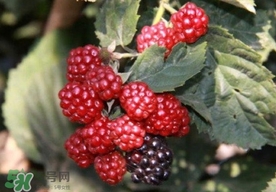 刺泡是山莓嗎？刺泡和山莓的區(qū)別
