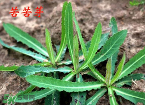 苦苦菜怎么腌制？怎樣腌制苦苦菜？