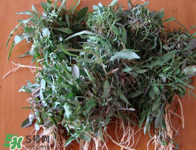 苦菜根能吃嗎？苦菜根的功效與作用