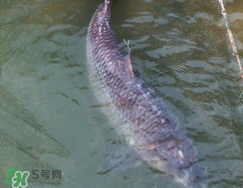 端午節(jié)好釣魚嗎?？端午節(jié)可以釣魚嗎？