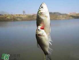 端午節(jié)好釣魚嗎?？端午節(jié)可以釣魚嗎？