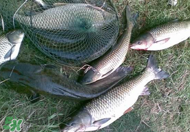 端午節(jié)好釣魚嗎?？端午節(jié)可以釣魚嗎？