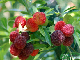 五月份有楊梅嗎？五月份的楊梅能吃嗎？