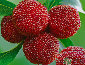 五月份有楊梅嗎？五月份的楊梅能吃嗎？