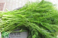 茴香菜什么時候種？茴香菜什么季節(jié)吃