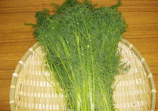 茴香菜什么時(shí)候種？茴香菜什么季節(jié)吃