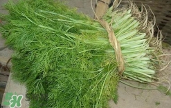 茴香菜是酸性還是堿性？什么人不能吃茴香菜