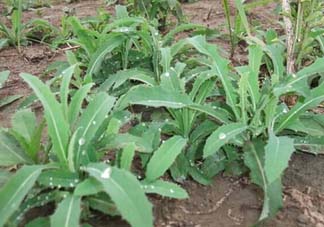 苦菜多少錢一斤？苦菜多少錢一斤2017？