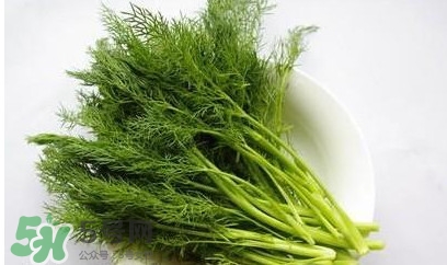 茴香菜怎么做好吃？茴香菜怎么炒好吃
