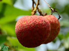 掛綠荔枝為什么那么貴？為什么掛綠荔枝這么貴？