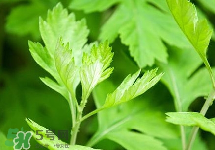 艾葉是艾蒿嗎？艾葉是什么樣的