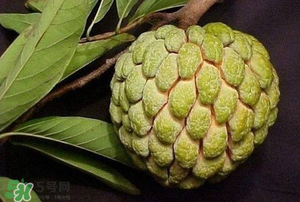 釋迦果怎樣催熟？釋迦果怎么判斷熟沒熟？