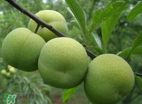 青李子怎么腌制？青李子怎么快速腌制？