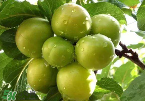 青李子怎么腌制？青李子怎么快速腌制？