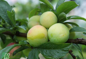 青李子怎么腌制？青李子怎么快速腌制？