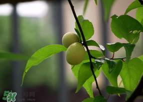 哪些人不能吃青梅？青梅的禁忌