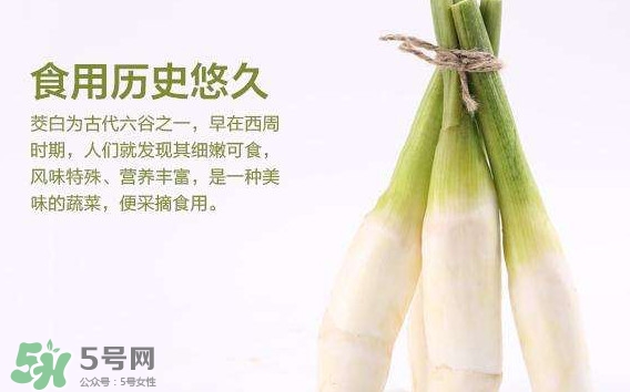 茭白是筍嗎？茭白是高筍嗎