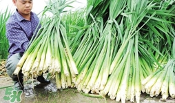 茭白什么時(shí)候上市？茭白什么季節(jié)有