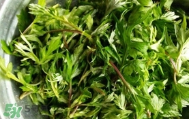 艾葉是什么植物？艾葉和艾草是一回事嗎？