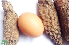 肉蓯蓉怎么吃壯陽？哪些人不能吃肉蓯蓉