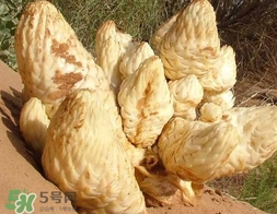 肉叢蓉怎么吃補(bǔ)腎？肉蓯蓉的食用方法