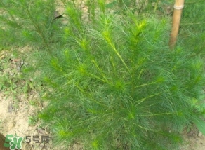 豬毛菜怎么做好吃？豬毛菜怎么吃好吃