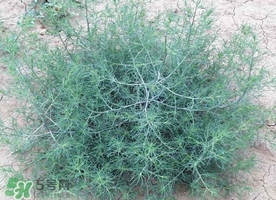 豬毛菜怎么做好吃？豬毛菜怎么吃好吃