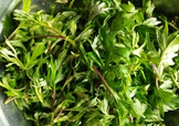 艾葉是什么植物？艾葉和艾草是一回事嗎？