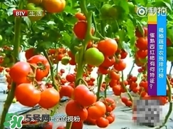 如何分辨催熟西紅柿？西紅柿怎么去除農(nóng)藥殘渣？