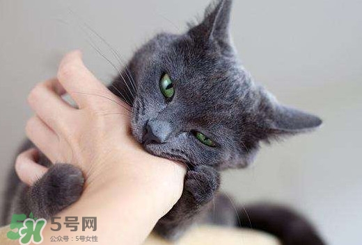 被貓抓傷會(huì)得狂犬病嗎？被貓咬了會(huì)得狂犬病嗎