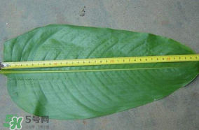 粽子葉要泡多久？粽子葉怎么泡？