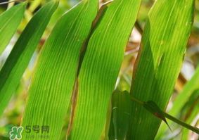 粽子葉要泡多久？粽子葉怎么泡？
